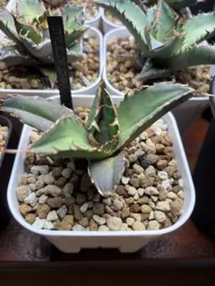 2026年最新】スタイルオブチカの人気アイテム - メルカリ