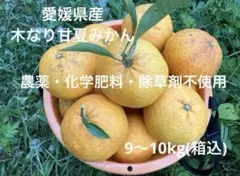 シーズン終盤 愛媛県産木なり甘夏みかん農薬・除草剤・化学肥料不使用9~10kgのサムネイル