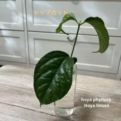 hoya phyllura hoya linusii カット苗　 超レア　希少のサムネイル
