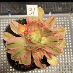 28#観葉植物アエオニウム❤️サラダボール❤️1大頭1小頭17cm 拔き苗