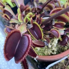 セファロタス seedling of Hummer's Giant 02 BCP - メルカリ