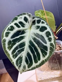2026年最新】anthurium kosの人気アイテム - メルカリ