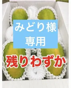 ☆谷平様専用☆宮崎県産摘果マンゴー9kg 青マンゴーグリーンマンゴー