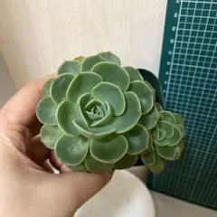 七福神　寒さ＆暑さに強いエケベリア 根付き苗　2株セット