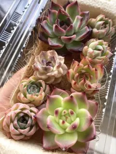 SALE❣️現品発送❣️大苗入り詰め合わせセット❣️多肉植物 韓国苗 寄せ植えのサムネイル