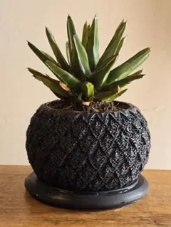 2026年最新】アガベ 大型の人気アイテム - メルカリ