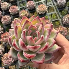 Top【選抜株】多肉植物　25762レインドロップス錦　6個　鉢無し/脱土