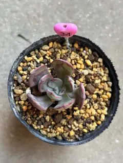 多肉植物　エケベリア　34.おらいさん　ミックスベリア　くまどり