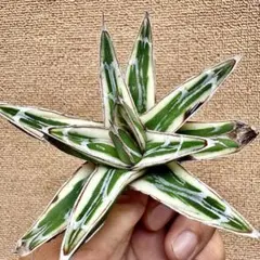 A5【パンダ園芸】多肉植物アガべ　氷山　　白斑の多い個体　斑入り