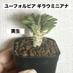 ユーフォルビア ギラウミニアナ 実生 塊根植物 コーデックス - メルカリ