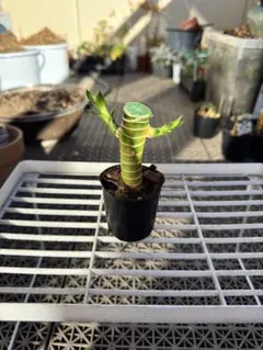 ピヨ様 リクエスト 2点 まとめ商品