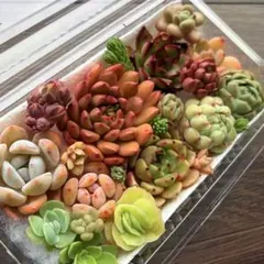 NEW❗️ 【レア種】ザクロ入り　大苗入り　多肉植物詰め合わせ　カット苗多肉弁当❣️