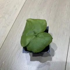 2026年最新】リドレイ 幼苗の人気アイテム - メルカリ