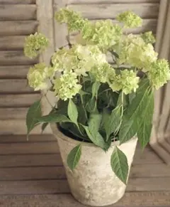 RIN様 リクエスト 2点 まとめ商品