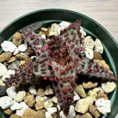 アロエ ハイブリッド“tiger claw Aloe hybrid 子株 第四種 - メルカリ
