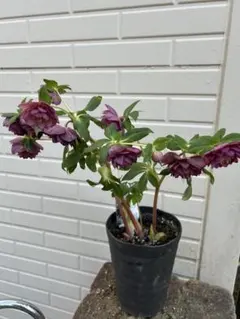 タクミ様 リクエスト 2点 まとめ商品