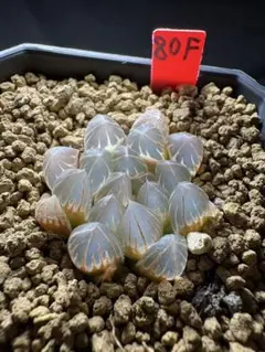 11h 多肉植物　ハオルチア　ローズゴールドオブツーサ錦糊斑　鉢植え発送 17g 多肉植物 ハオルチア ローズゴールドオブツーサ錦糊斑 鉢植え発送