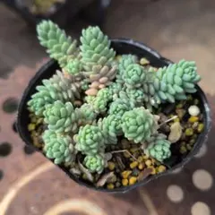 aiko様 リクエスト 2点 まとめ商品