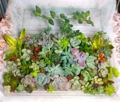 2026年最新】多肉植物の葉挿しの人気アイテム - メルカリ