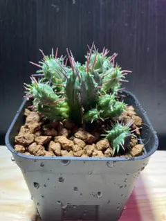 セファロタス ビッグボーイ(Big Boy)C 食虫植物 【匿名配送】 - メルカリ