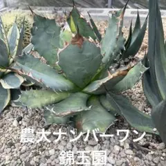 農大ナンバーワン　錦玉園のサムネイル