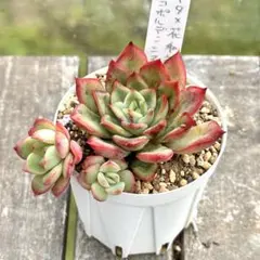 2025年最新】メキシコポルデンシスの人気アイテム - メルカリ