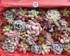 【182】多肉植物 カット苗詰め合わせ 寄せ植えセット■感謝SALE■