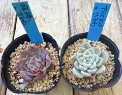 マリリン様 リクエスト 2点 まとめ商品