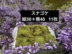 スナゴケ 砂苔 15枚 送料込み 天然 40㎝✖︎30㎝ - メルカリ