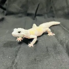 いきもの大図鑑アドバンス ヒョウモントカゲモドキ ブリザード