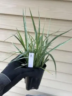 ユッカ ロストラータ B 9株鉢植え発送 - メルカリ