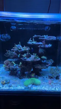 ✐プラグ穴付き 新品 人工ライブロック 60cm海水水槽用 レプリカ 安い3 2