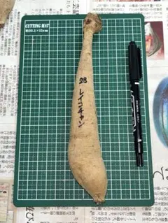 ダリアの球根　2球　レイコチャン 　陽翼