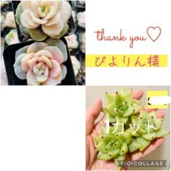 2026年最新】ラブリーローズ錦の人気アイテム - メルカリ