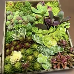 多肉植物　セダム 詰め合わせ ❣️箱いっぱいのサムネイル