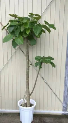 フィカス・ウンベラータ 8号 148cm S-shaped tree form - メルカリ