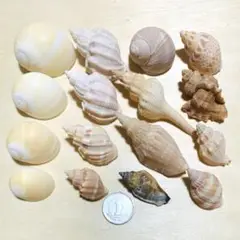 ヤドカリハウス