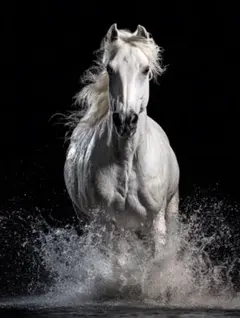 Ｐ2640 2026年干支馬 未来を切り開く勝利の馬【開運ヒーリングアート】