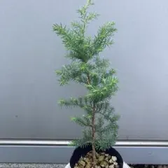 ⑥ヒムロスギ苗(ポットのまま発送)のサムネイル