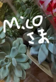 mico様専用ページ