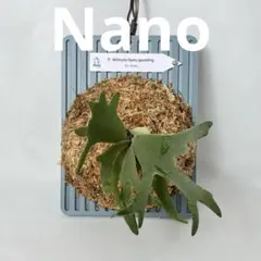 P. Willinckii Nano (spore) 【39】 - メルカリ