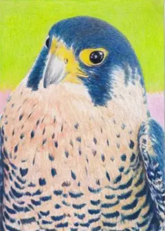 ハヤブサさん〔2L〕色鉛筆画