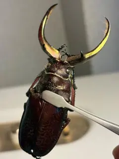 属内最大種】クビワオオツノハナムグリ カナブン ゴライアスオオツノ