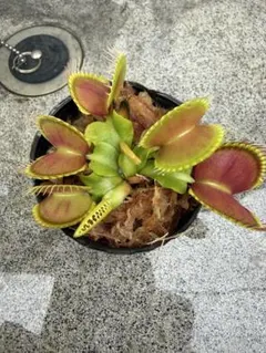 岩手北部産アツモリソウ(子苗)1株 - メルカリ