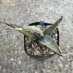 m2b様 リクエスト 3点 まとめ商品