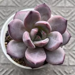 ひ*ぴ様 多肉植物 ひなのsis ミヤさん苗 札無し - メルカリ