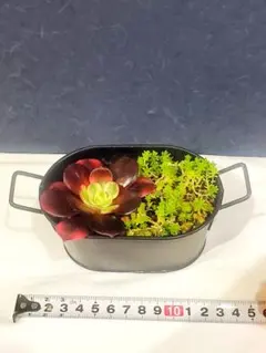 ♦️アエオニウム メデューサ♦️セダム セット ミニポットごと
