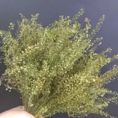 マメグンバイ ナズナ ドライフラワーB 花材のサムネイル