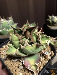 2026年最新】 アガベ シーザー セットの人気アイテム - メルカリ