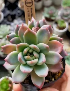 2025年最新】サボテン相談室の人気アイテム - メルカリ